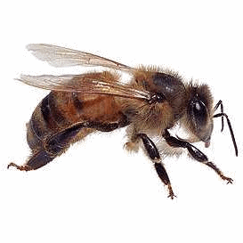 Logo of Hagley & Stourbridge Beekeepers' Association